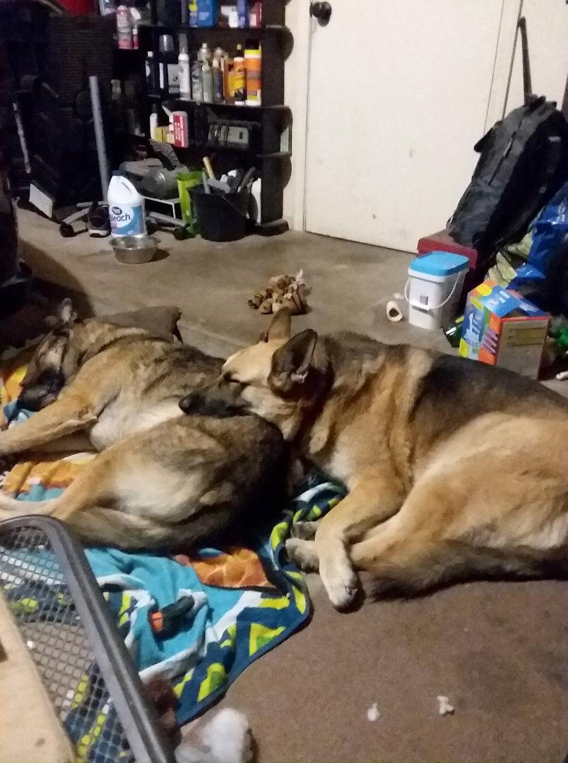 The mean dog's