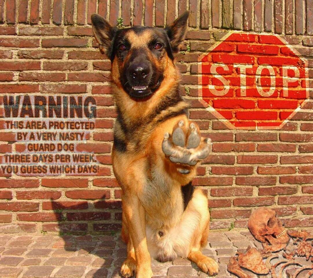Robert Green's album, Mobile Uploads