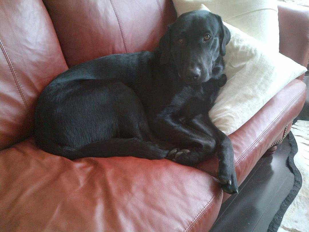 I leave home for a few hours and Bosco decides it's his house and his couch. Guess he has seen me use the cushion for a pillow.