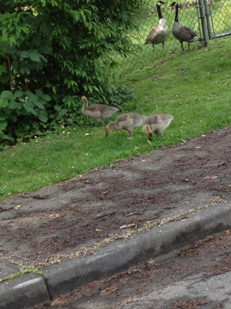 These little geese were just outside our complex