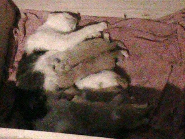 The Baby kittens two weeks old.