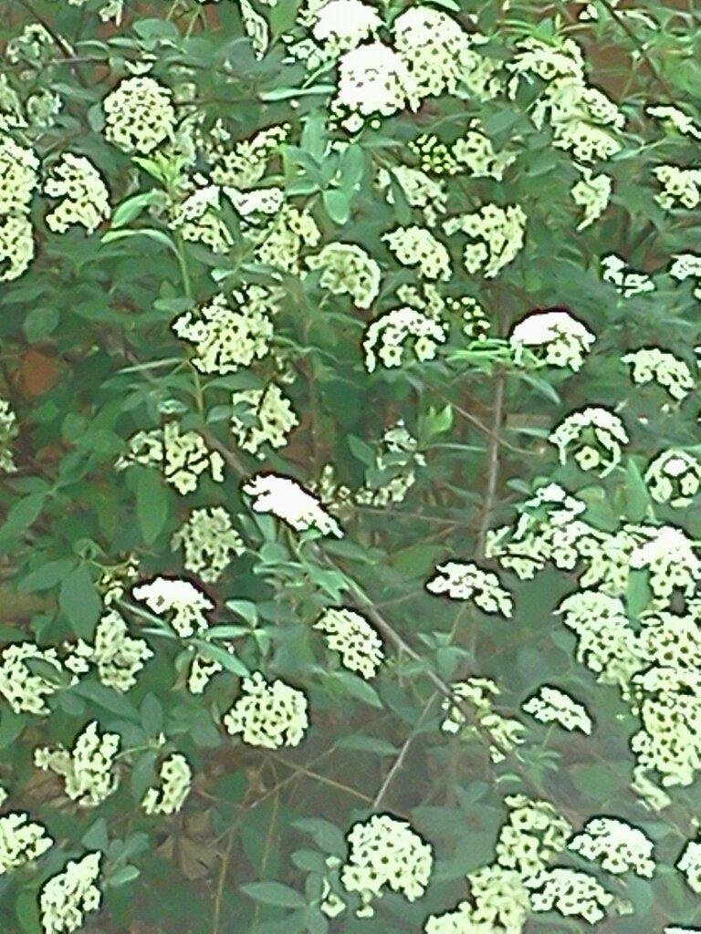 Bridal bush