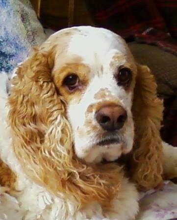 Rest in Peace Scooter, You have been a great friend to the end. We will surly miss you.