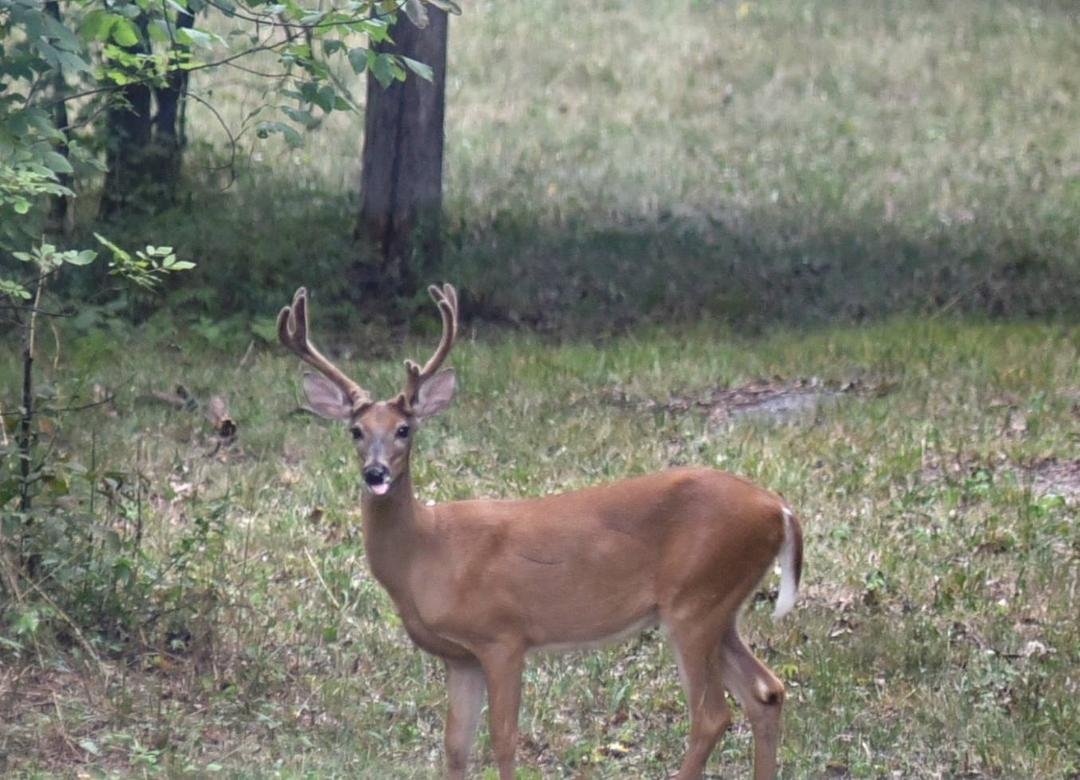 New visitor today! He had 3 ladies with him!