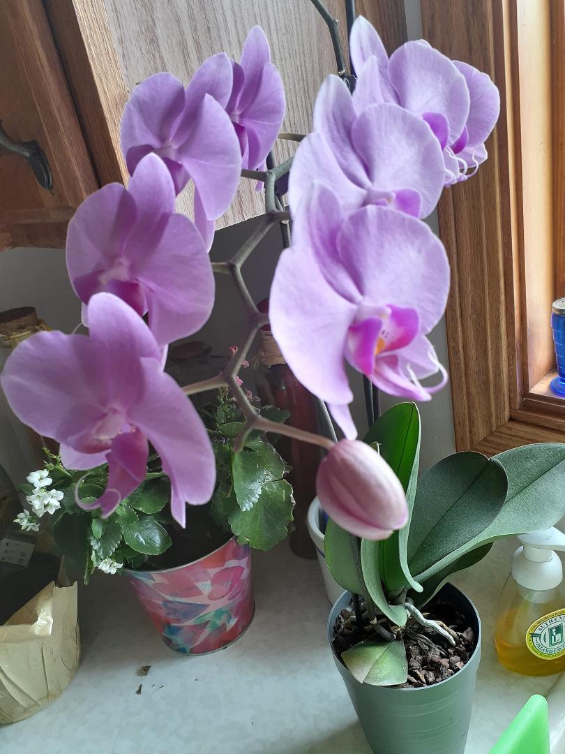 My orchid is almost open