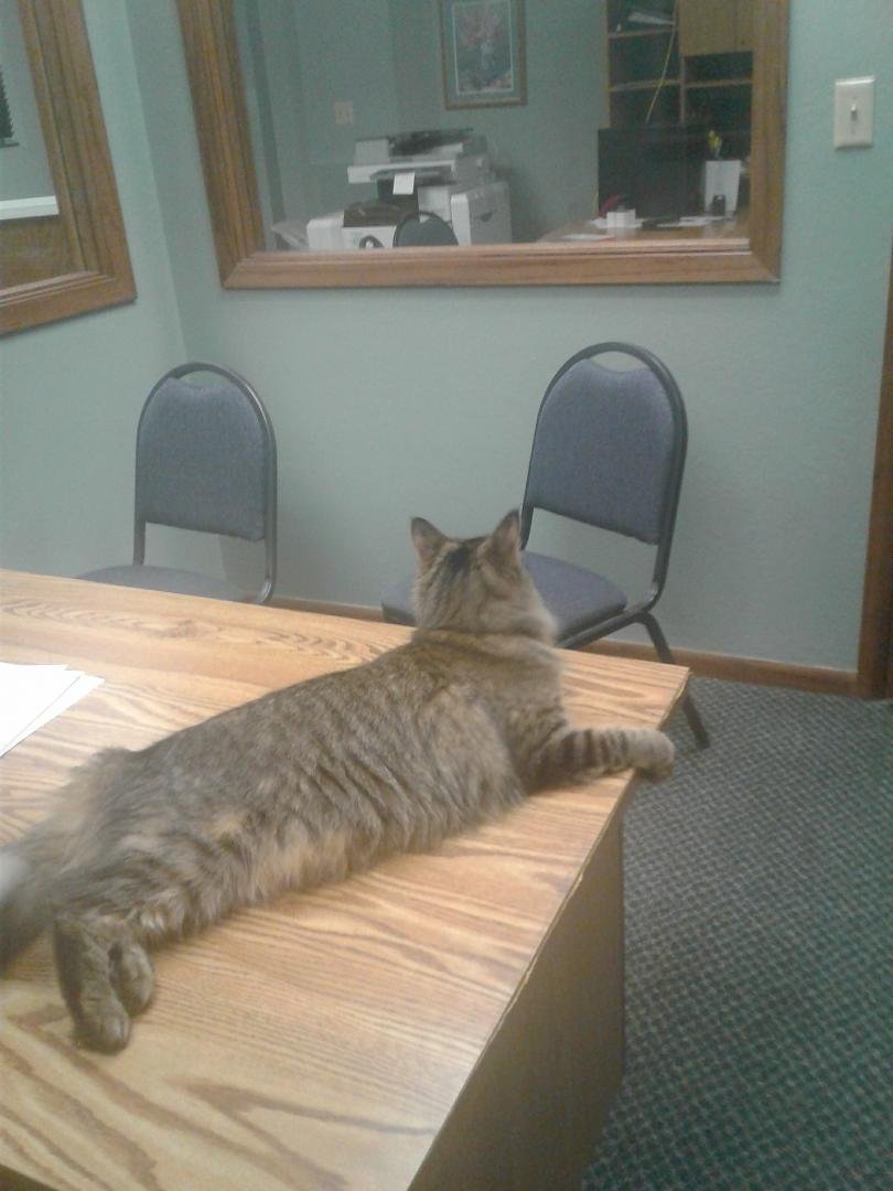 Oudee relaxing at the office