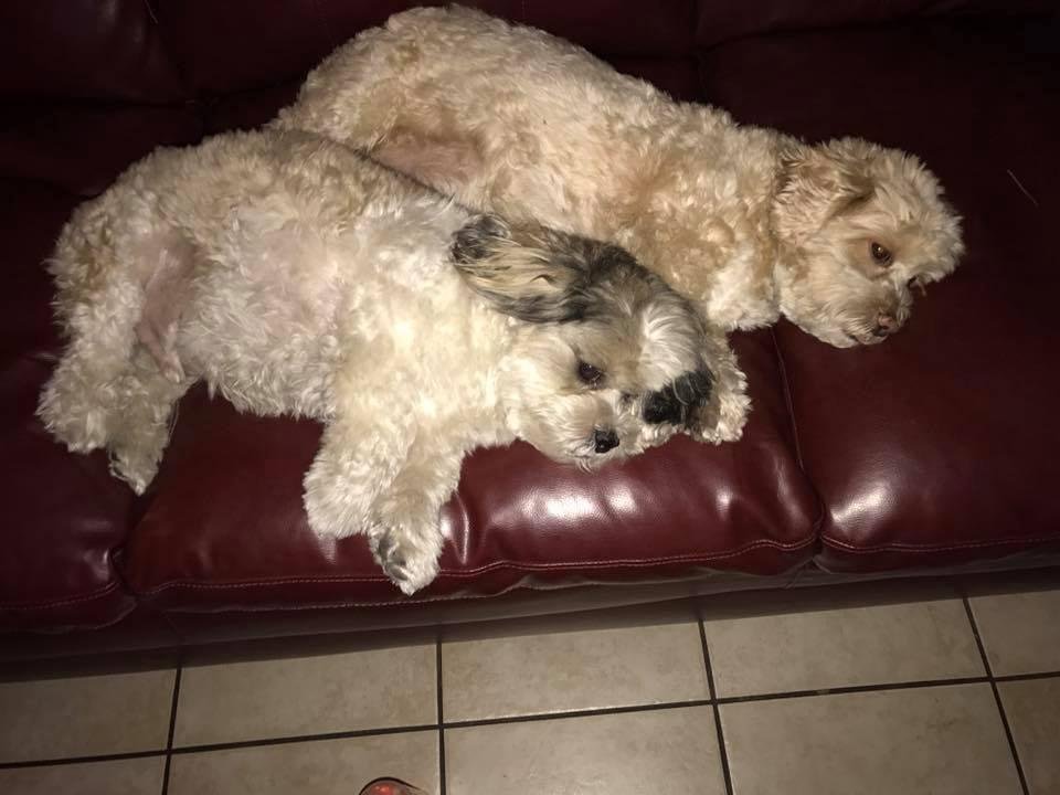 The Boys