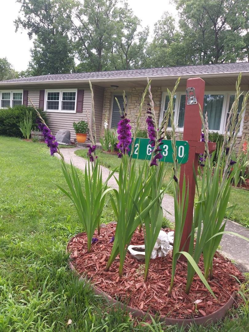 Mid summer gladiolus showing their colors
