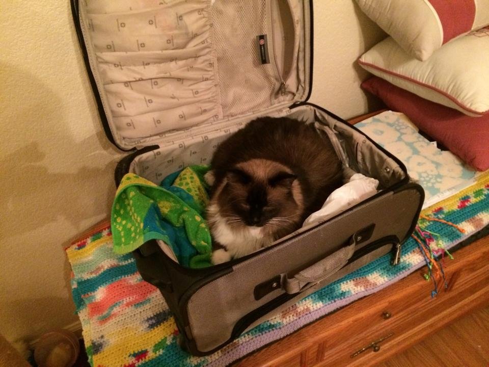 Terri's kitty running away from home.