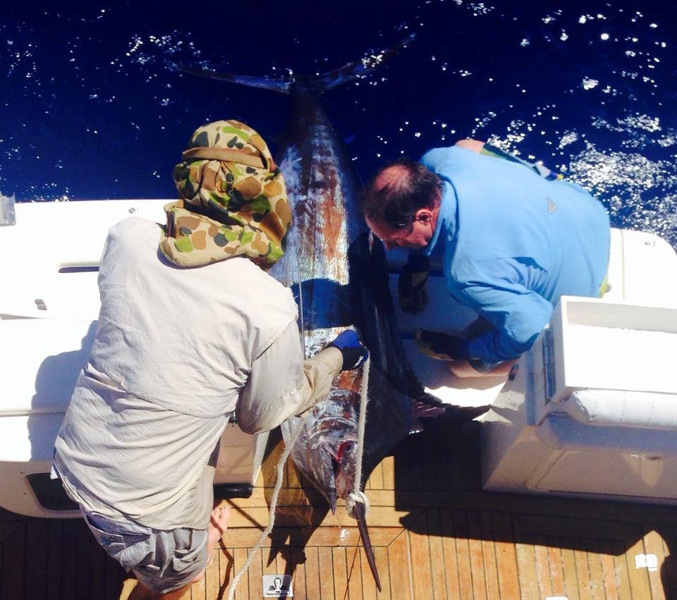 Blue marlin capture on Sunday released 120 kilos