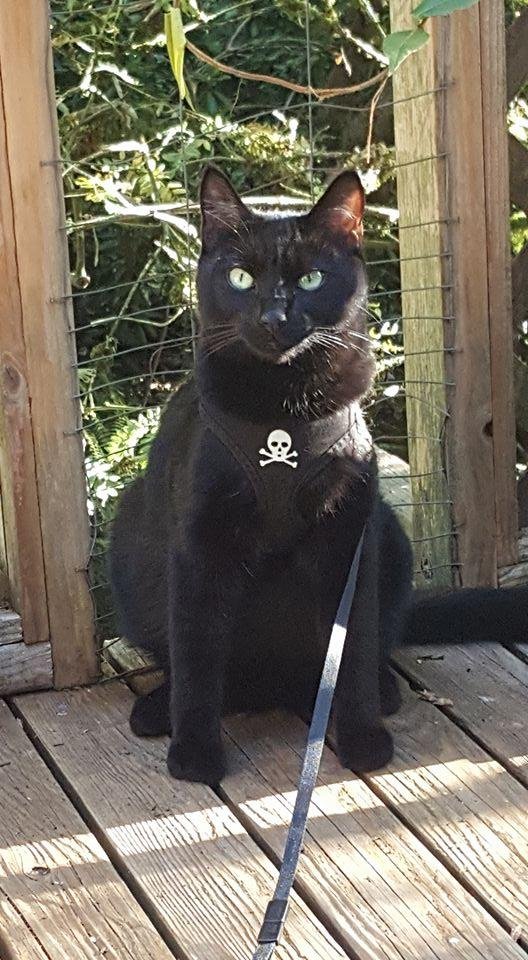 Rowl's Ready for Halloween Treats 🕸 🎃 👻 😸