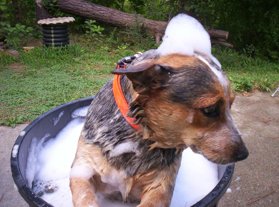 aaaaaaa come on Terry ,winter is about here and the fleas will be gone and I promise to watch when laying on my back around those horses, I know I smell alittle bit in the warm weather but thats about to change. Now rinse m