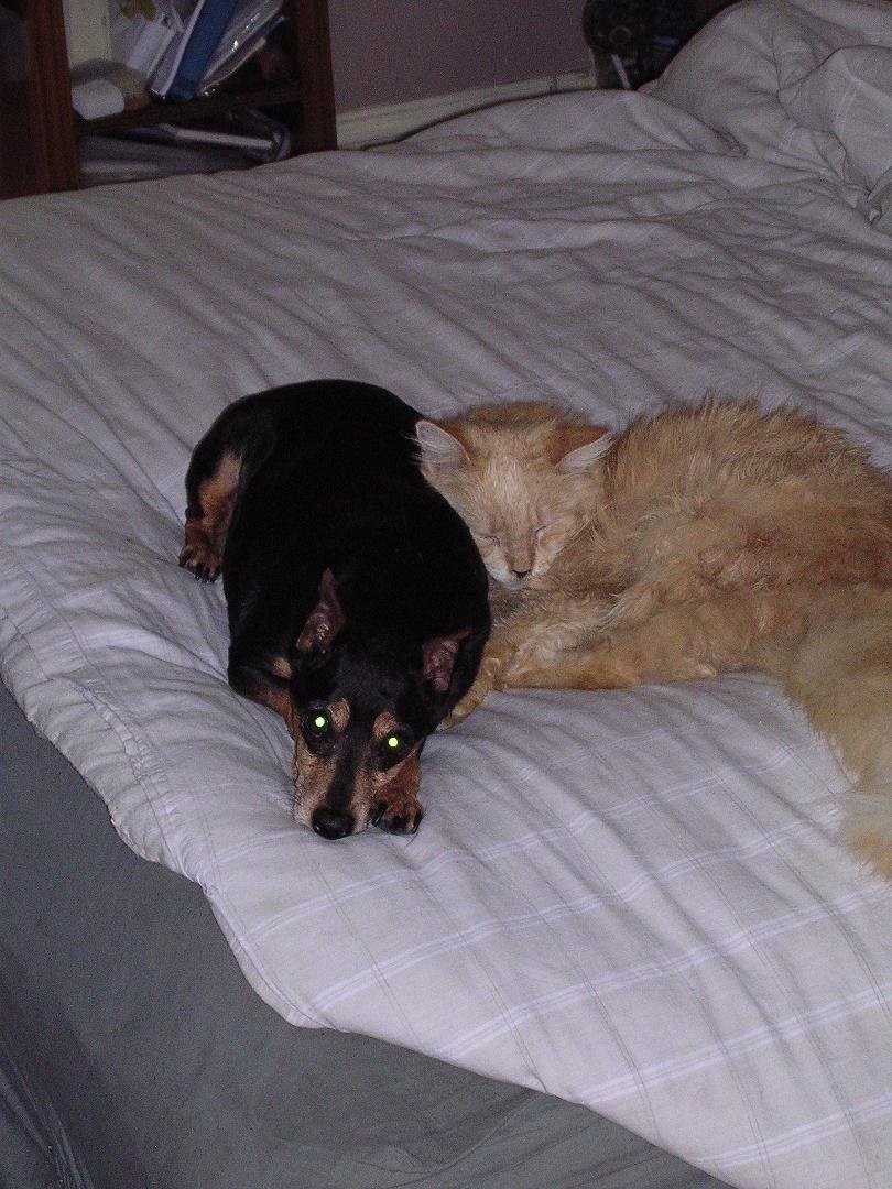Who said Cats & Dogs can't be friends?