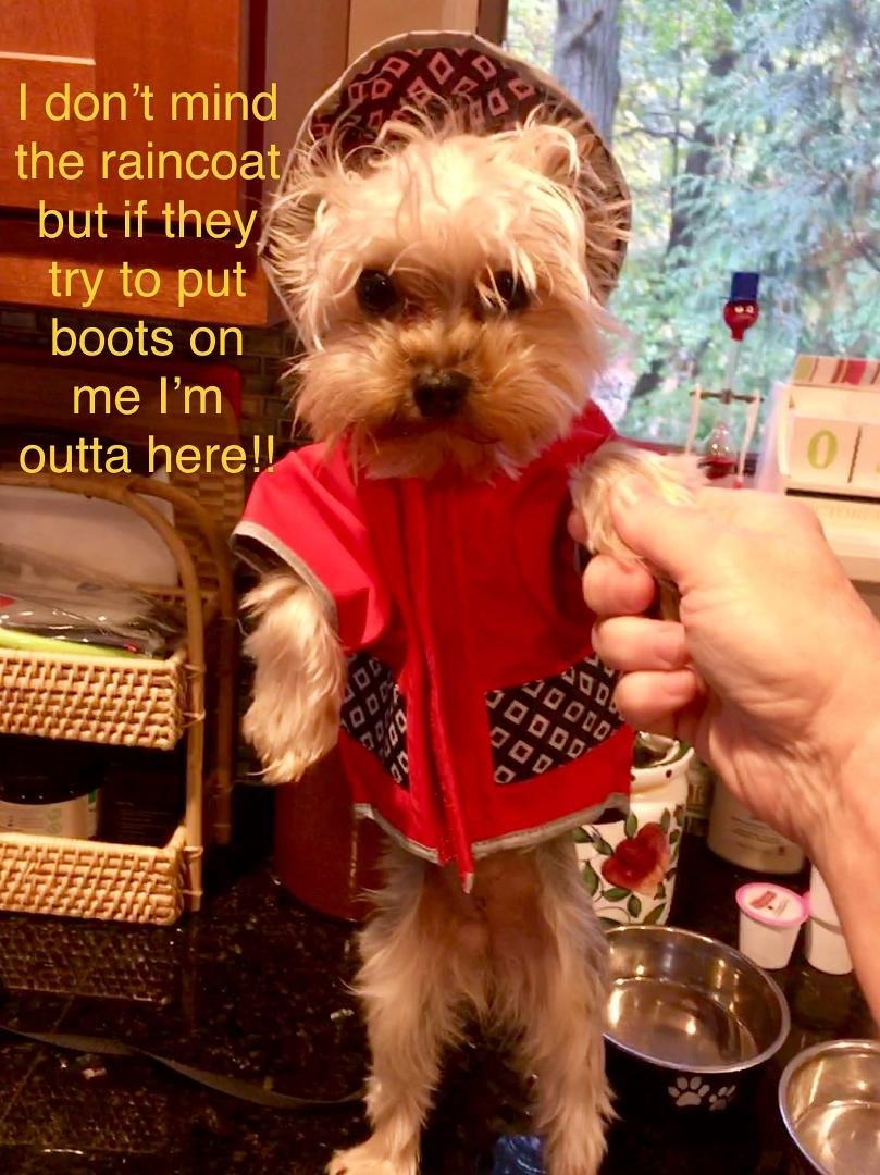 Finally it is raining and Miss Daisy has a chance to wear her new raincoat with Leslie Wintemberg