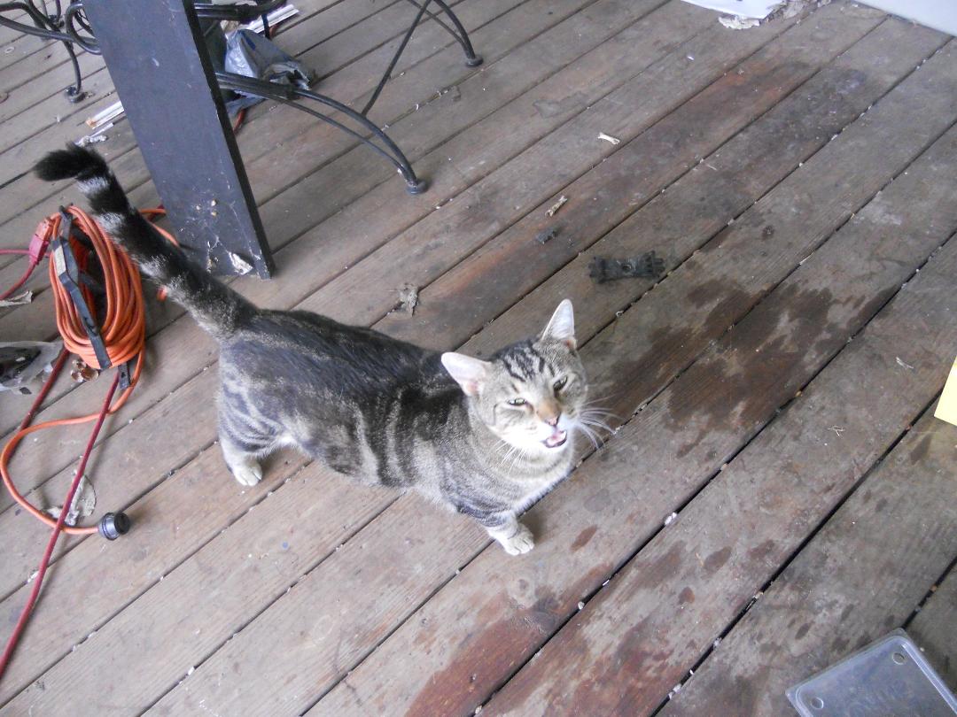 Good, friendly and lovable but we have too many and he doesn't get along with ours. Will be going to pound unless you want him.