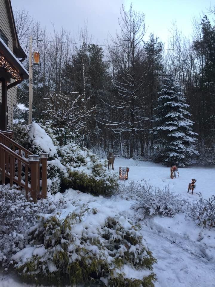 If you zoom in you can a real deer.