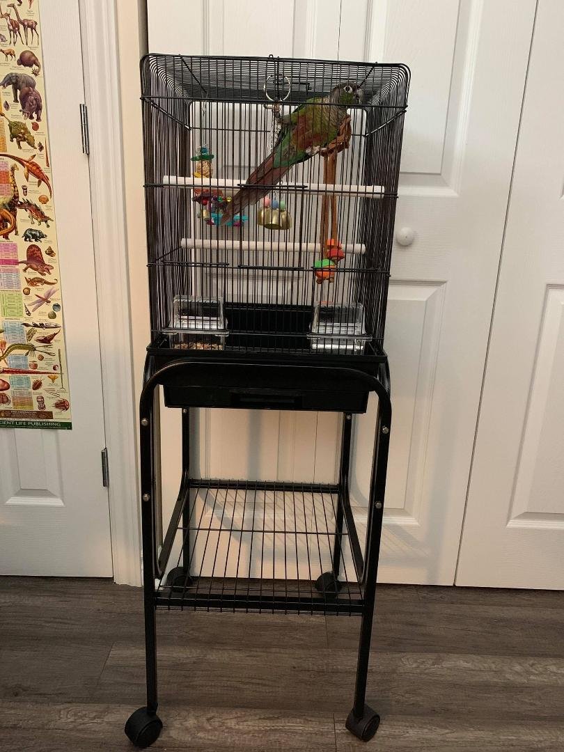 Charly's hang-out-with-papa cage.
