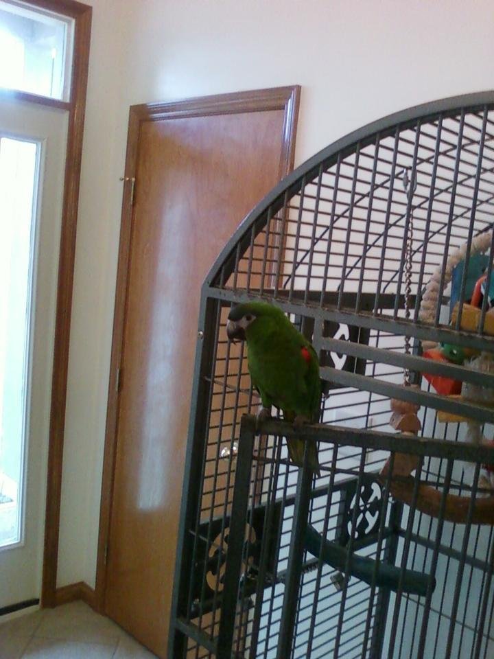 This was Toby, he's a Hahns Mini Macaw, he would bite everyone but me. He has a good home, and gets along good with his new owner. He was very vocal and a very good talker. I miss him too!