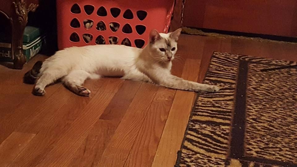 We're having a sleepover with a 5 yr old , Lilac point from ACPS who has some teeth issues, but I think I have found a feline that I can't give back!  I think I'll sign adoption papers this week!  Welcome Delilah to your ne