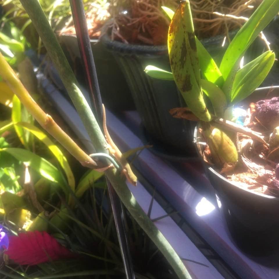 Little dragon in my orchid patch.