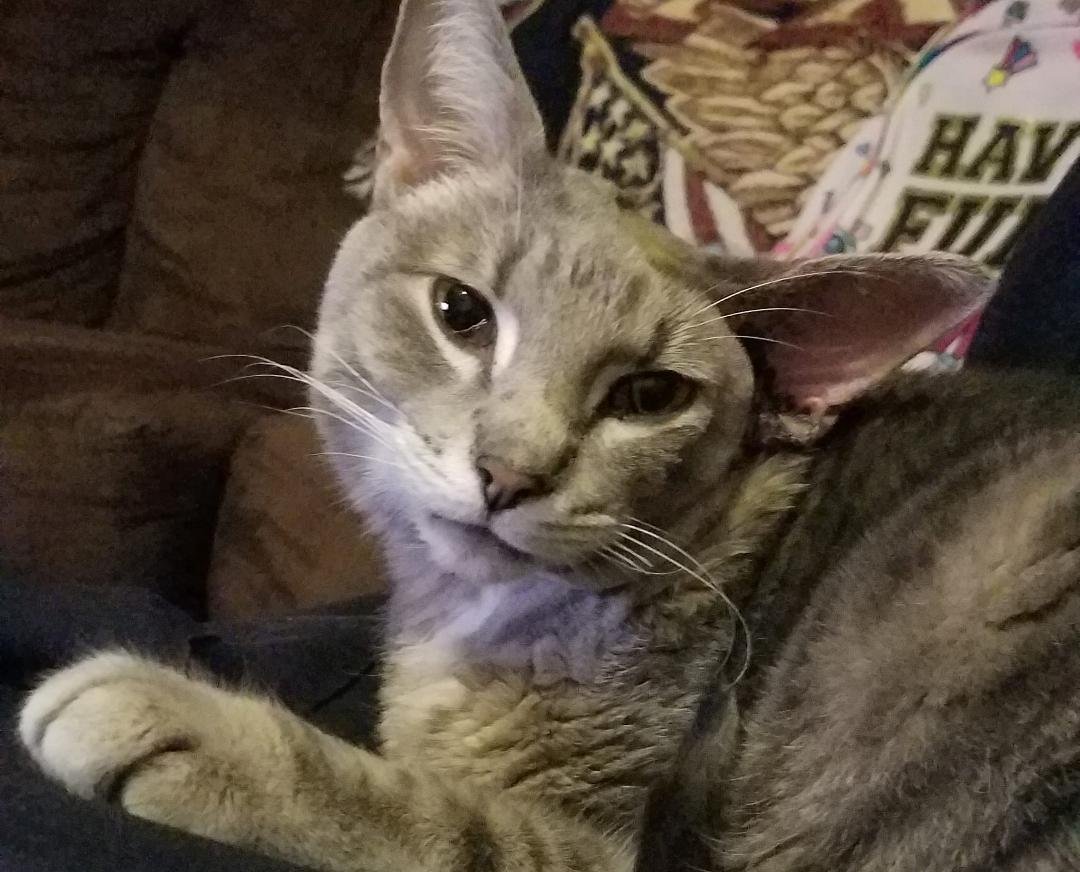 My buddy a day after surgery