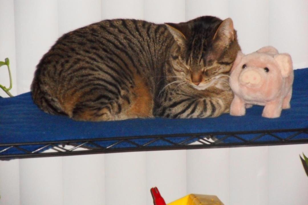 Opal decided to buddy up to the little piggy.