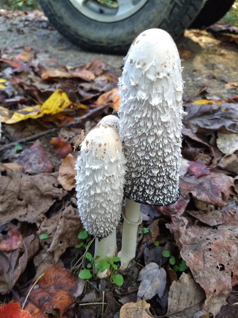 Shaggy mane mushroom s