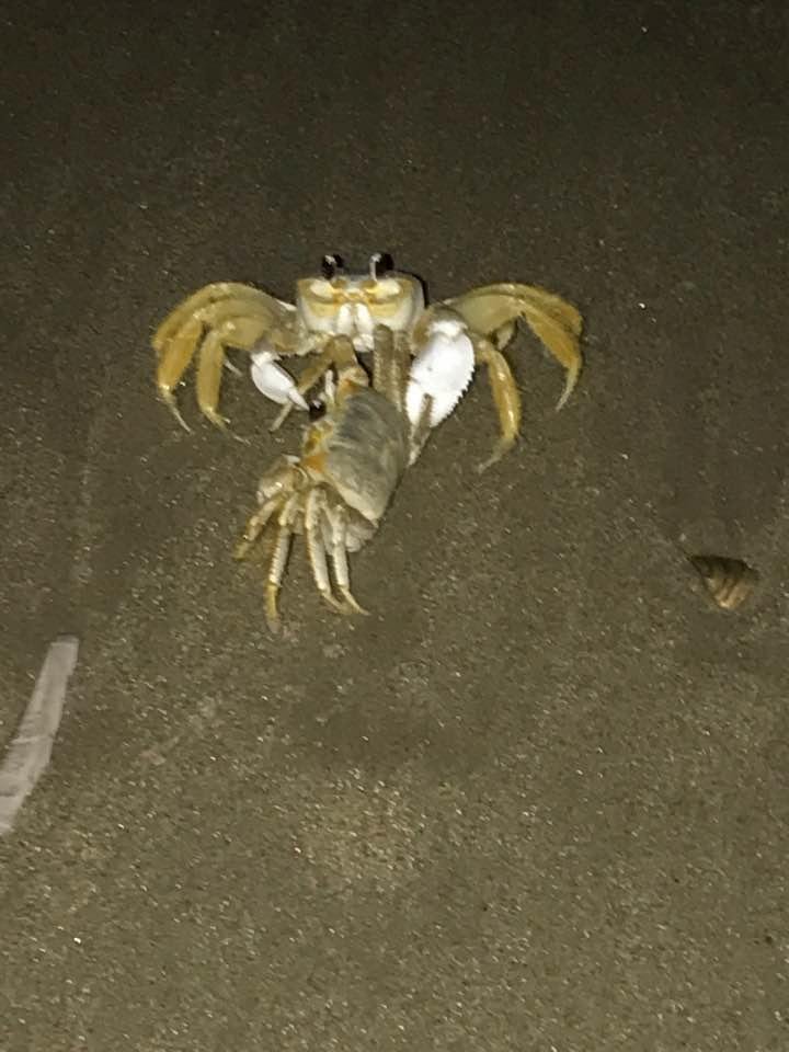 Crabs everywhere on the beach in Corolla. This is the only one that posed for a picture 😄