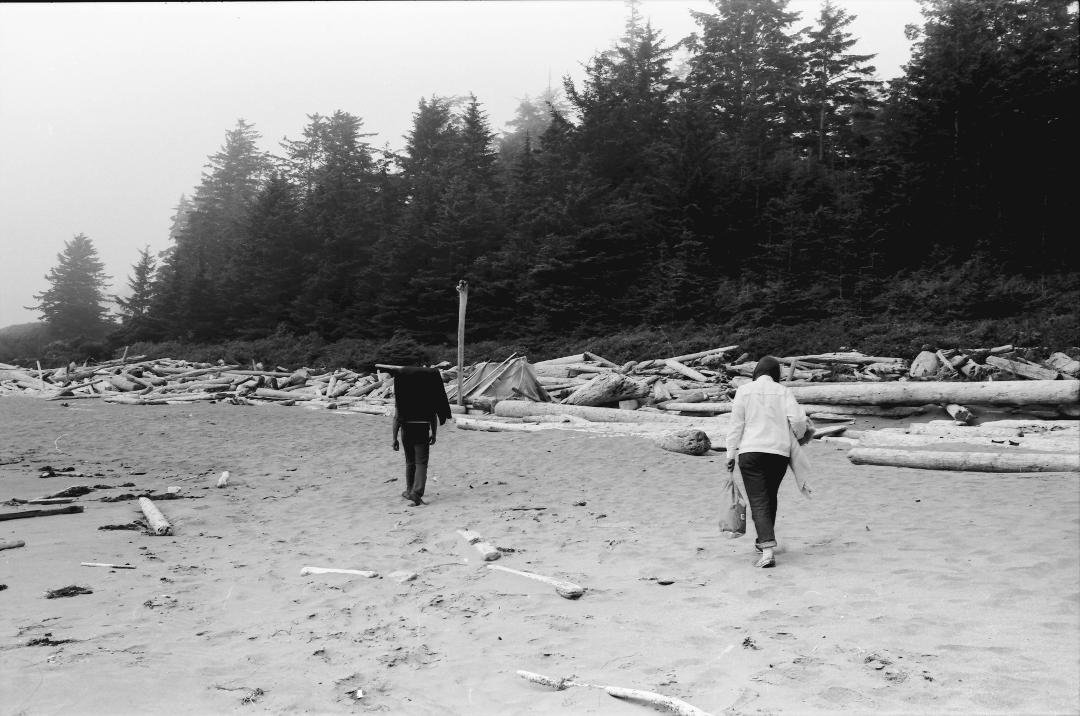 lots of driftwood