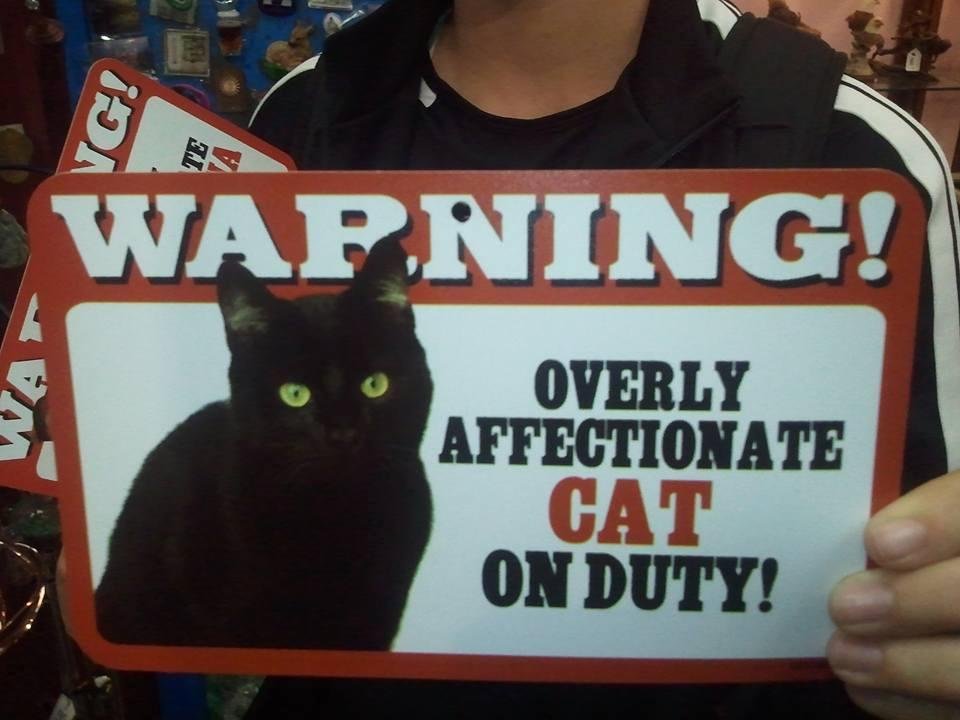 Pretty sure this cat....