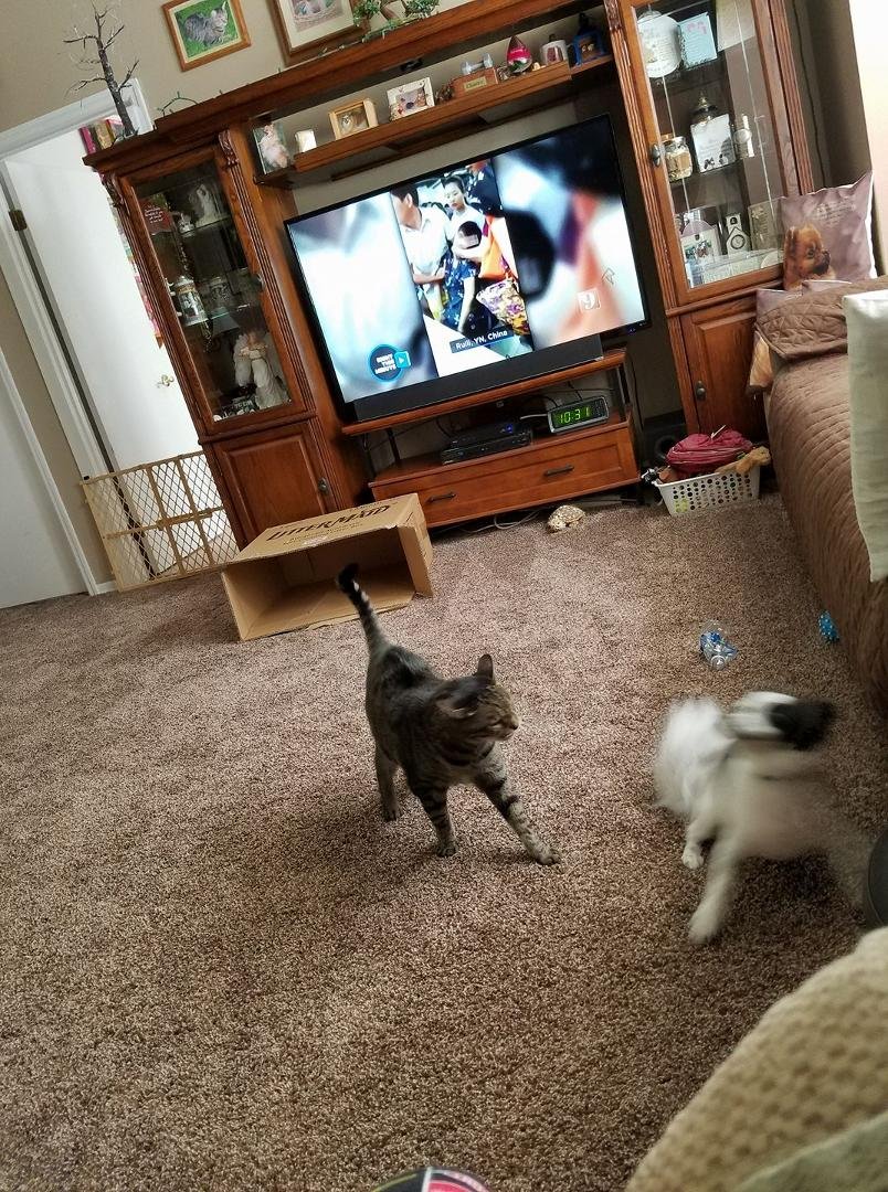 Playing again until the cat gives him a wack