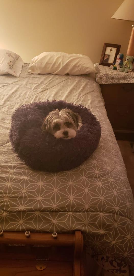Gracie's new comfort bed.