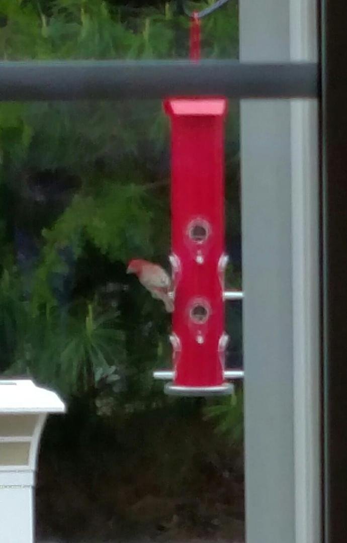 New bird in town.