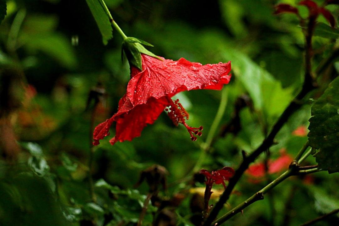 Thomas Hall's album, Hibiscus In The Rain