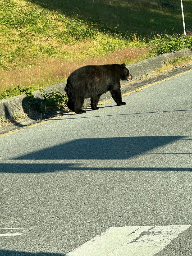 Ambled right past the car I was in at 7:23 am last week. I wanted to pet it, but realized that I don't have any spare limbs.