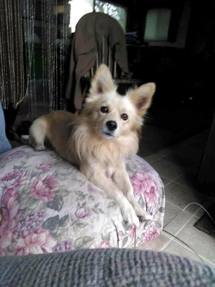 Lost dog
Please on the look out for my furbaby he name nik nik he was last seen porter rd area.hes very friendly. Cntact me at 803-659-5582