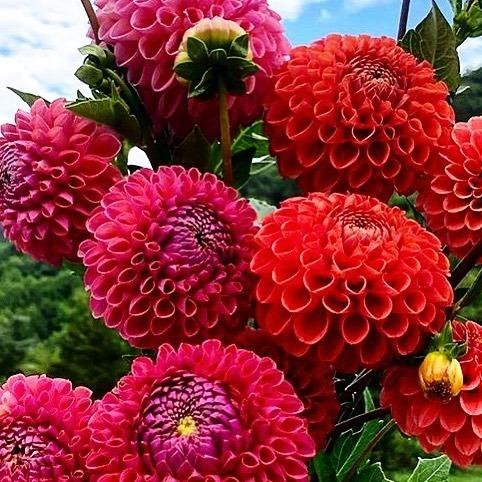 Blue Ridge Blooms