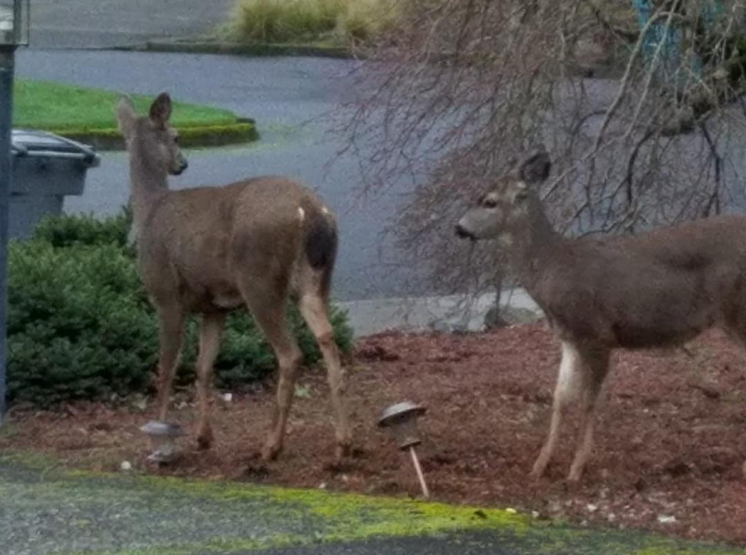 Early morning visitors in our driveway this morning.