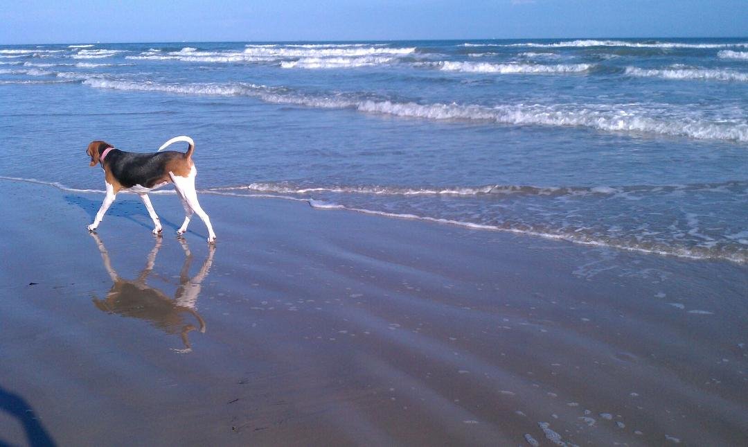 I love living in S Tx. Nov 30: Afternoon at beach, 78 degrees, bright sun, bucket of chicken, dog & hubby...who could ask for more?