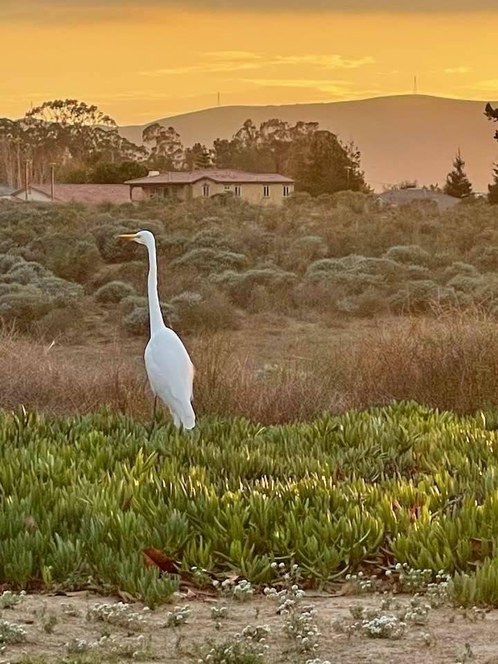 We had a guest tonight