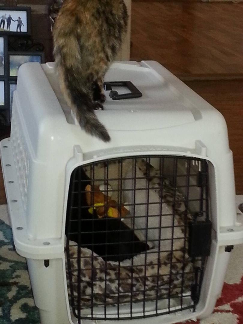 My grand-kitty getting to know my grand-dogger.