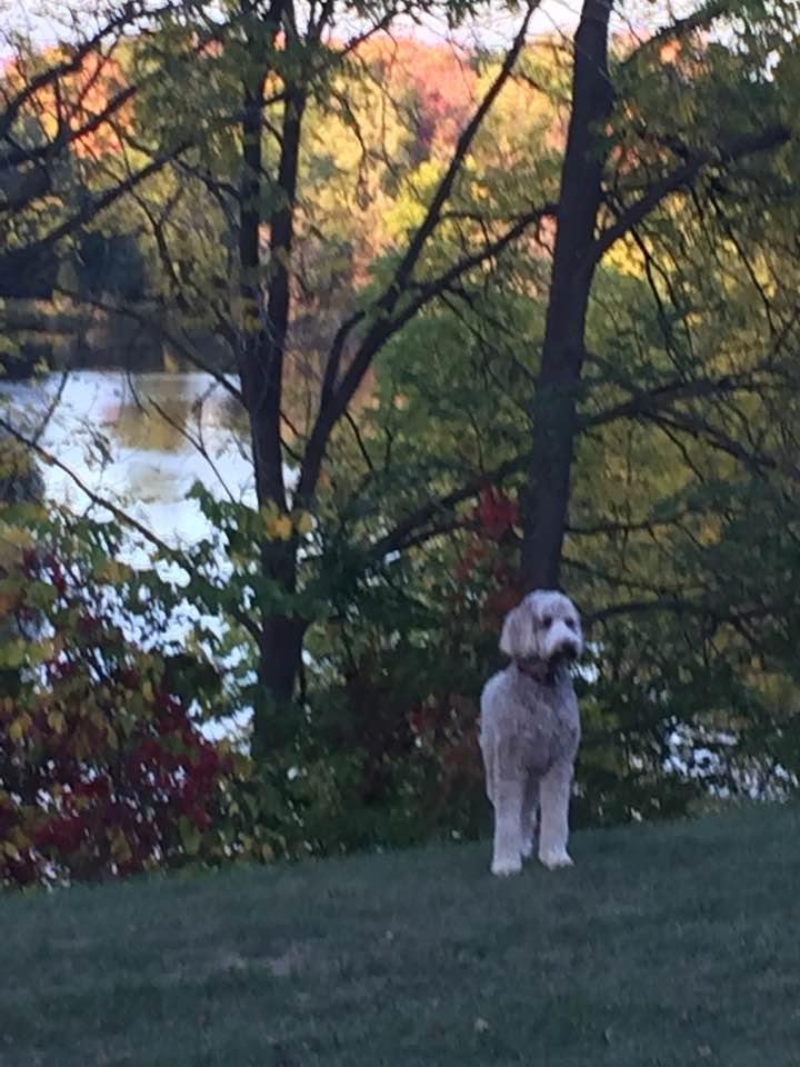 Our dog in our backyard enjoying the good weather in Toronto