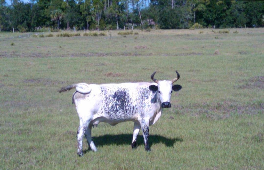 Gary Allen - this is a Florida ranch cow. Look familiar?