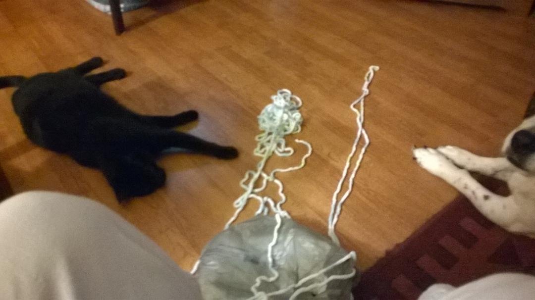 I left the room for a minute and the cat got into my crocheting and made a mess
Budie just watched.