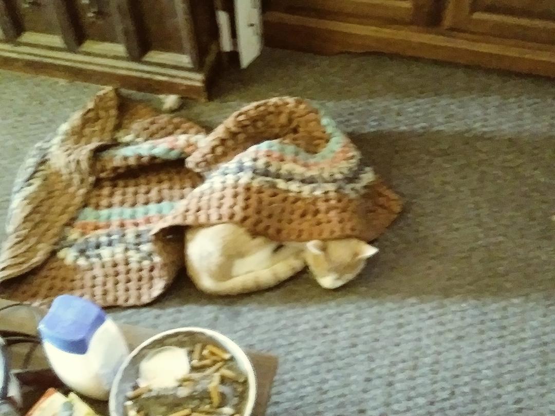 Chewie decided to build a rug fort and take a nap