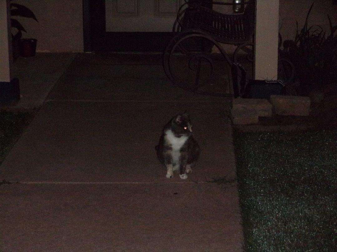 This is Sabra, one of the strays that Liz feeds almost every day. She won't let us touch her, but she sure likes the food. The other one, Tom, is an orange tabby. He won't let us touch him, either. I couldn't get a good