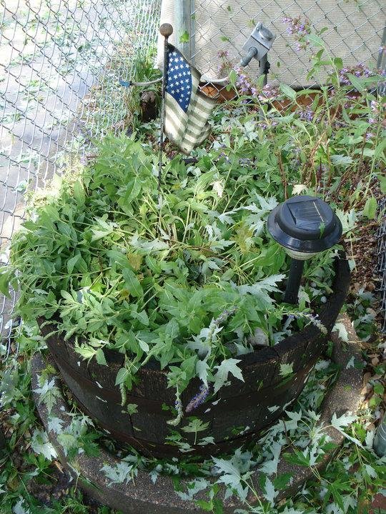 There's more maple leaves in the herb barrel than left on the tree!