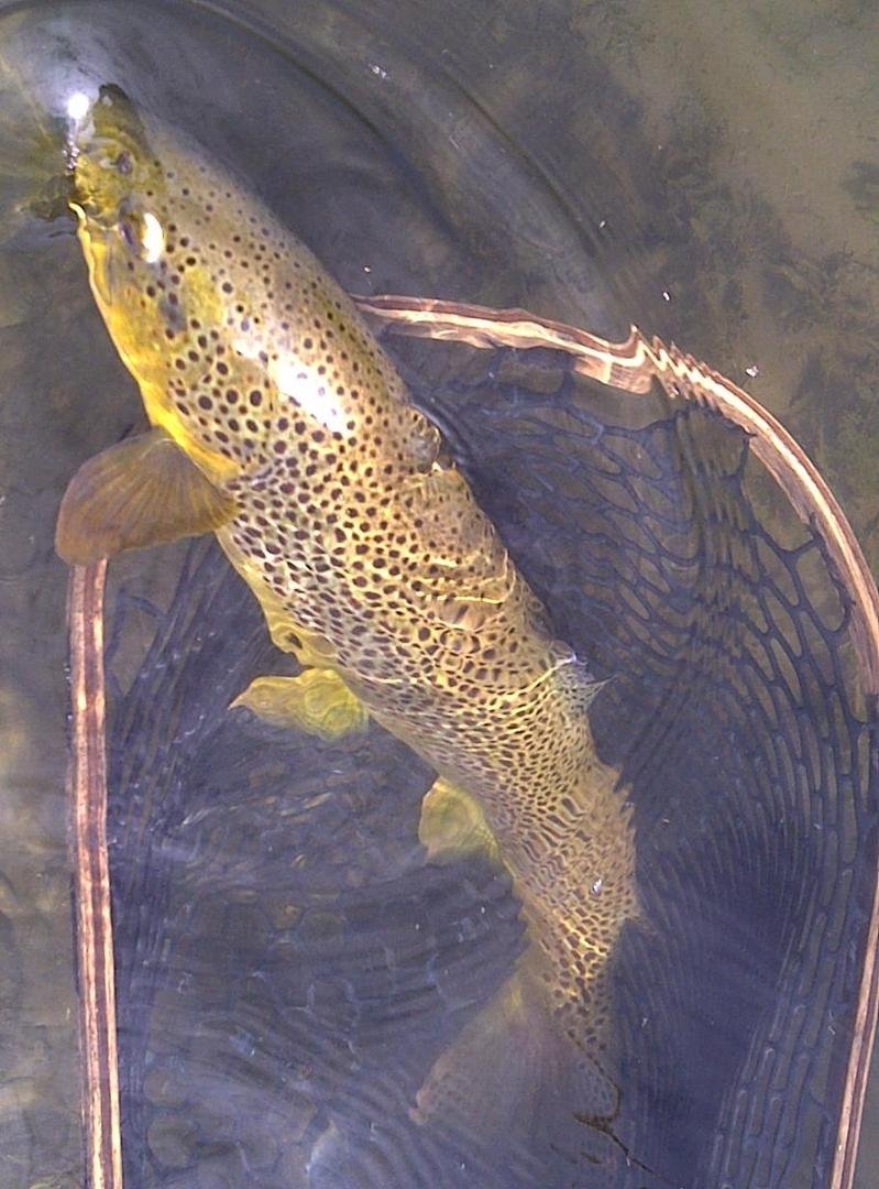 All dry  fly fishing..