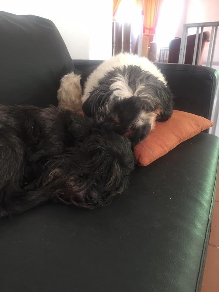 My girls napping on the sofa at peace to the world.