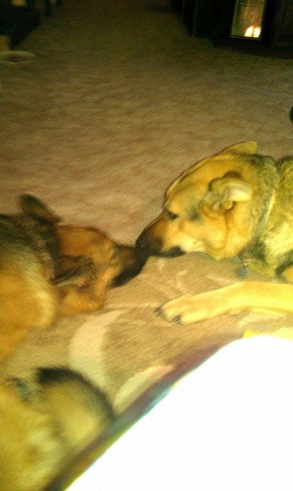 National dog day